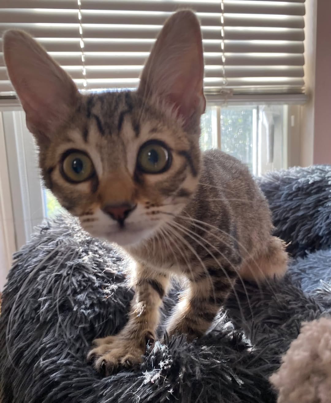 Post 5 by Cat Therapy and Rescue Society on Instagram (carousel)