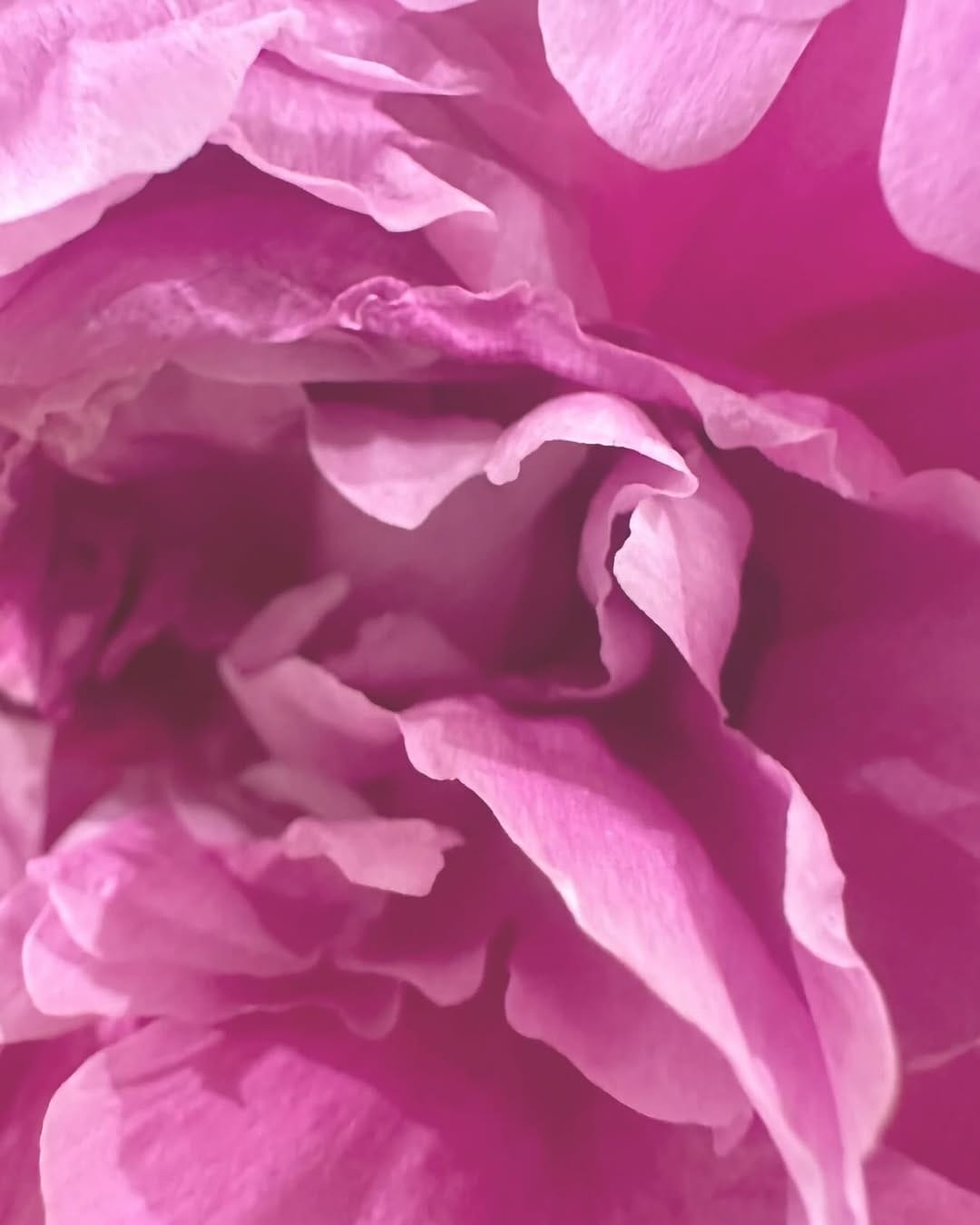Post 5 by Absolute Aromas on Instagram (image)