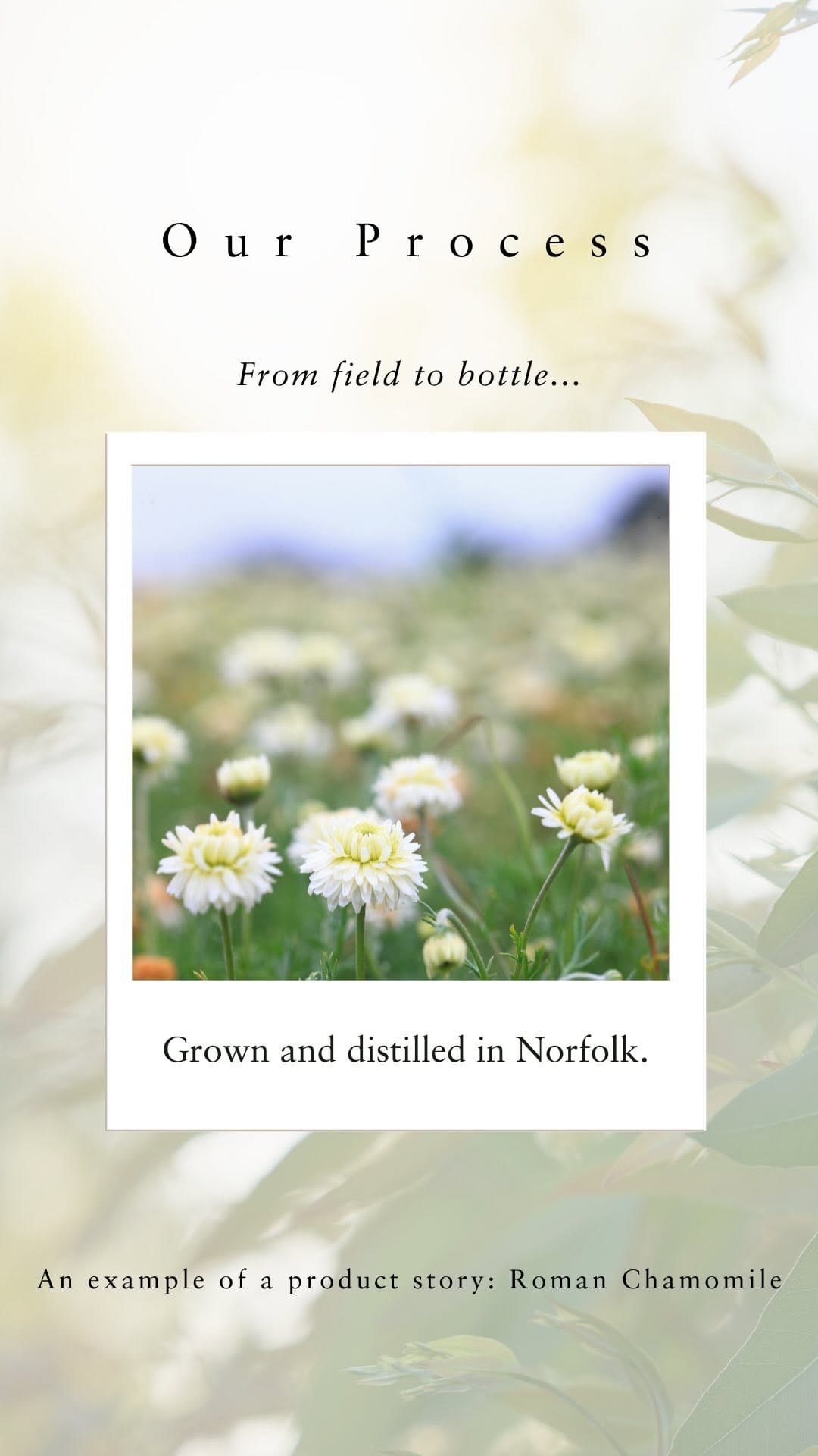 Post 10 by Absolute Aromas on Instagram (video)