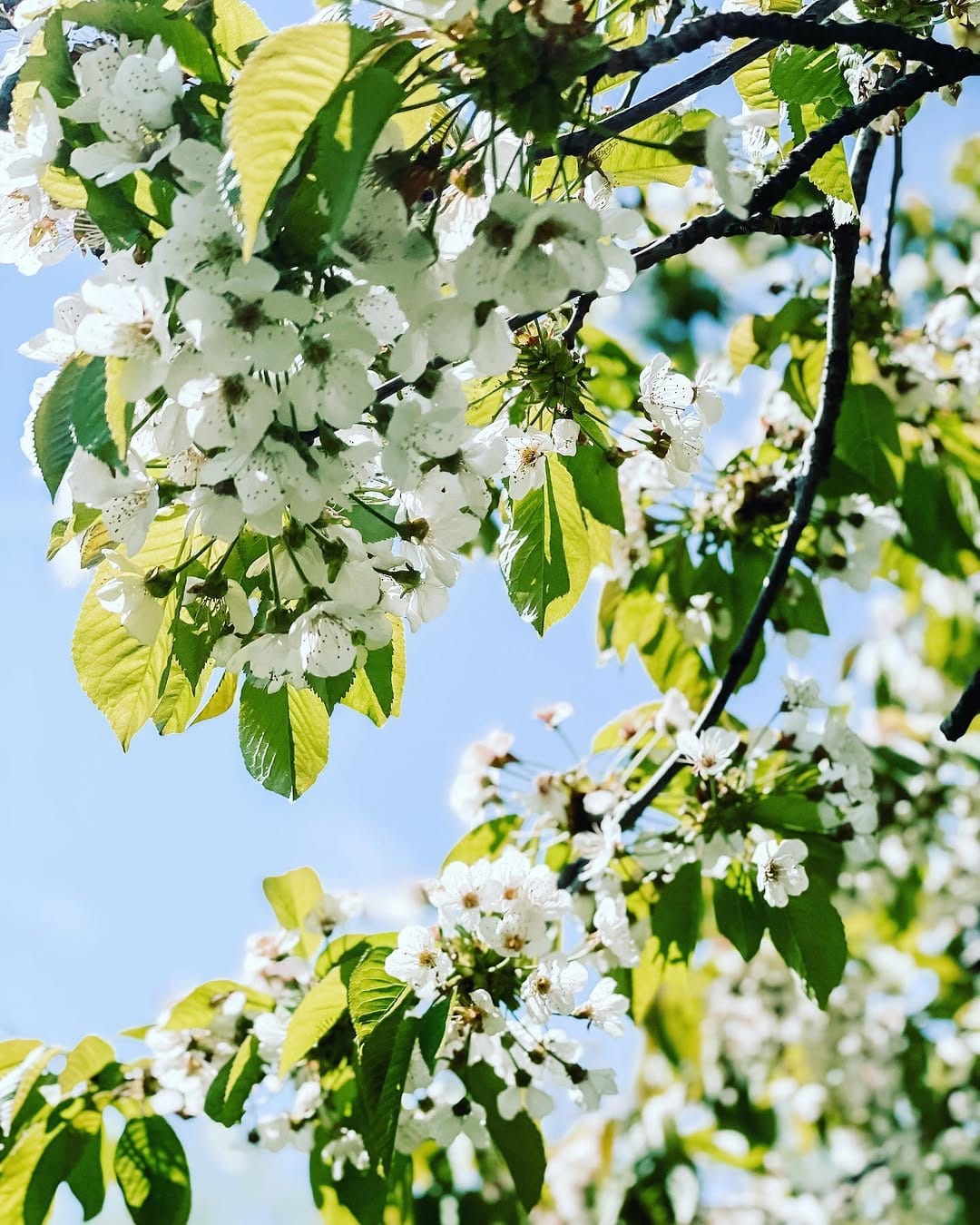 Post 7 by Sarah Walker on Instagram (image)