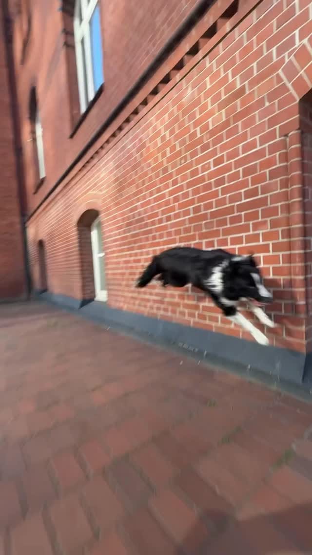 Post 6 by Dominik Arend on Instagram (video)
