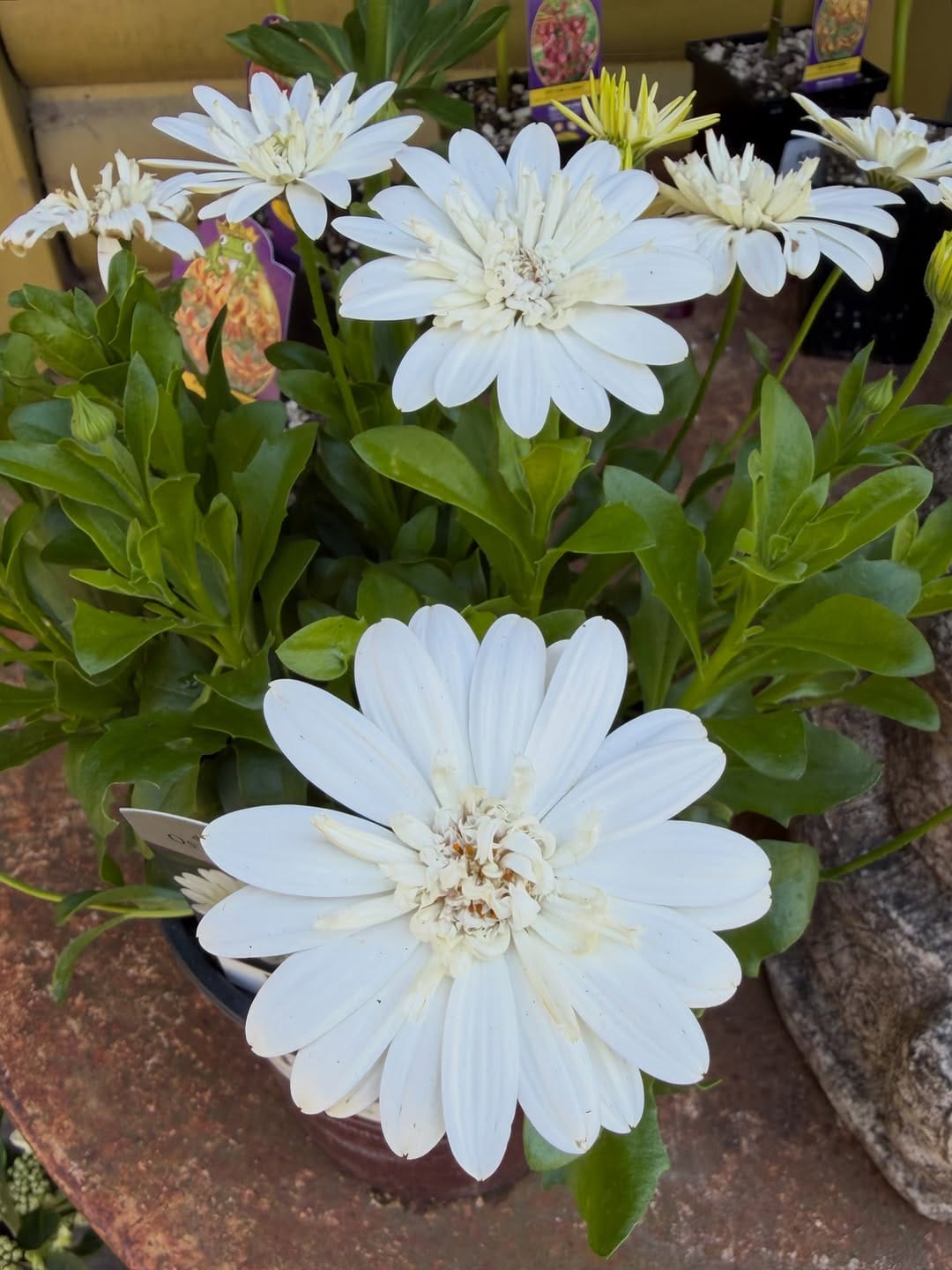Post 3 by Southlands Nursery on Instagram (image)