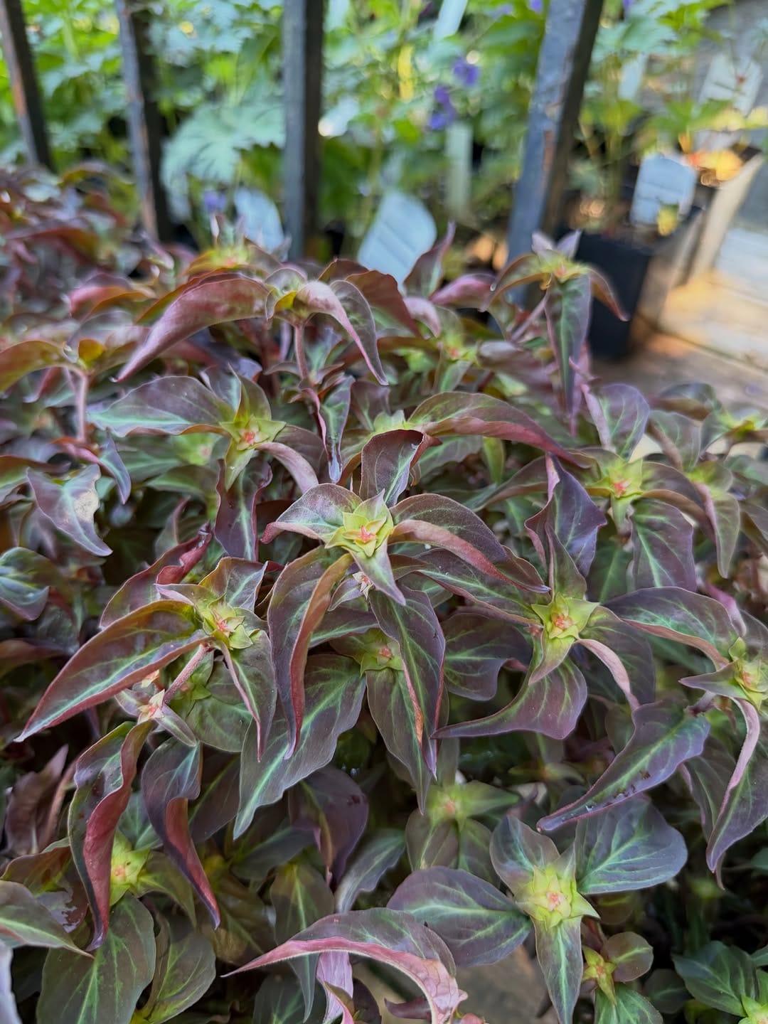 Post 10 by Southlands Nursery on Instagram (carousel)