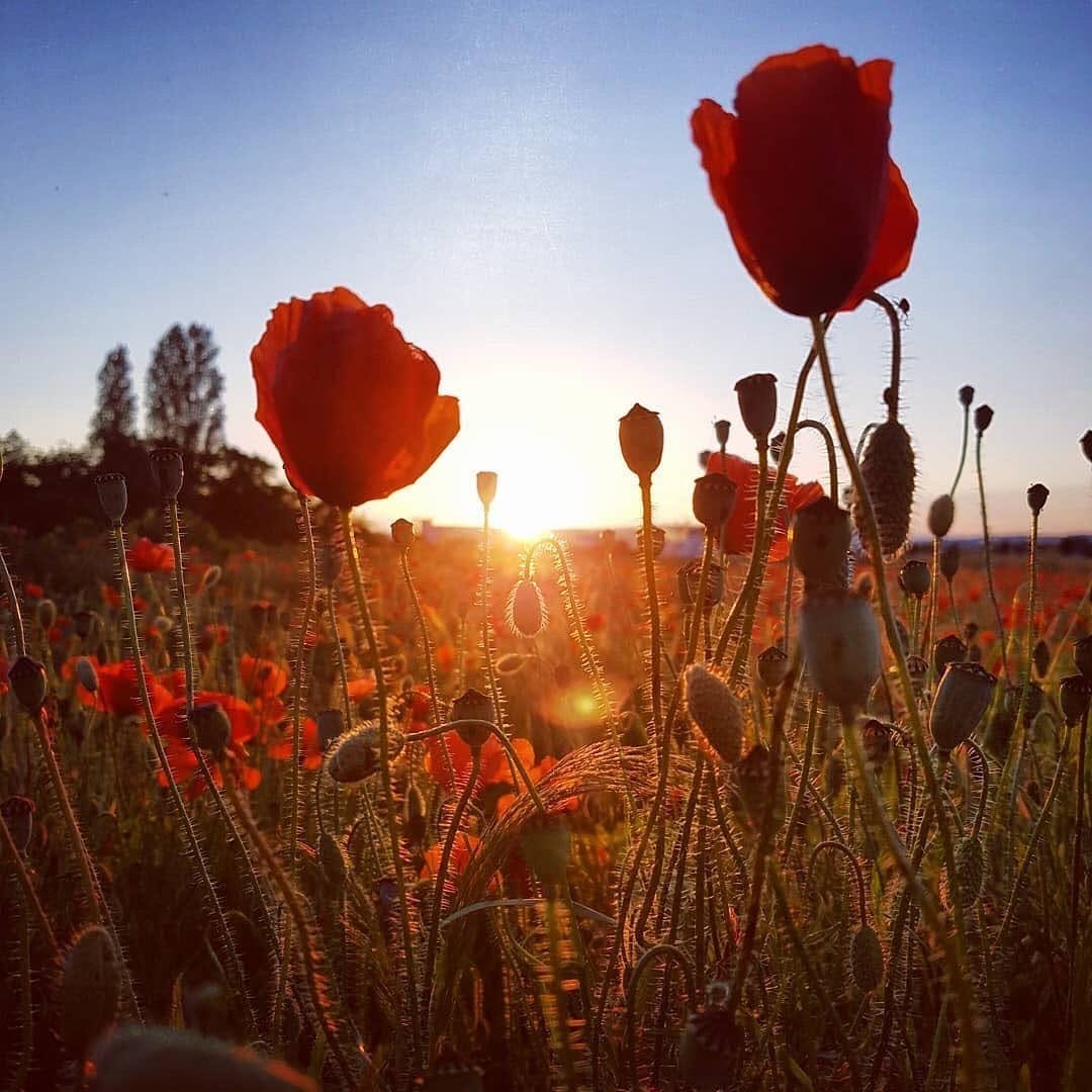 Post 10 by Wiesbaden on Instagram (image)