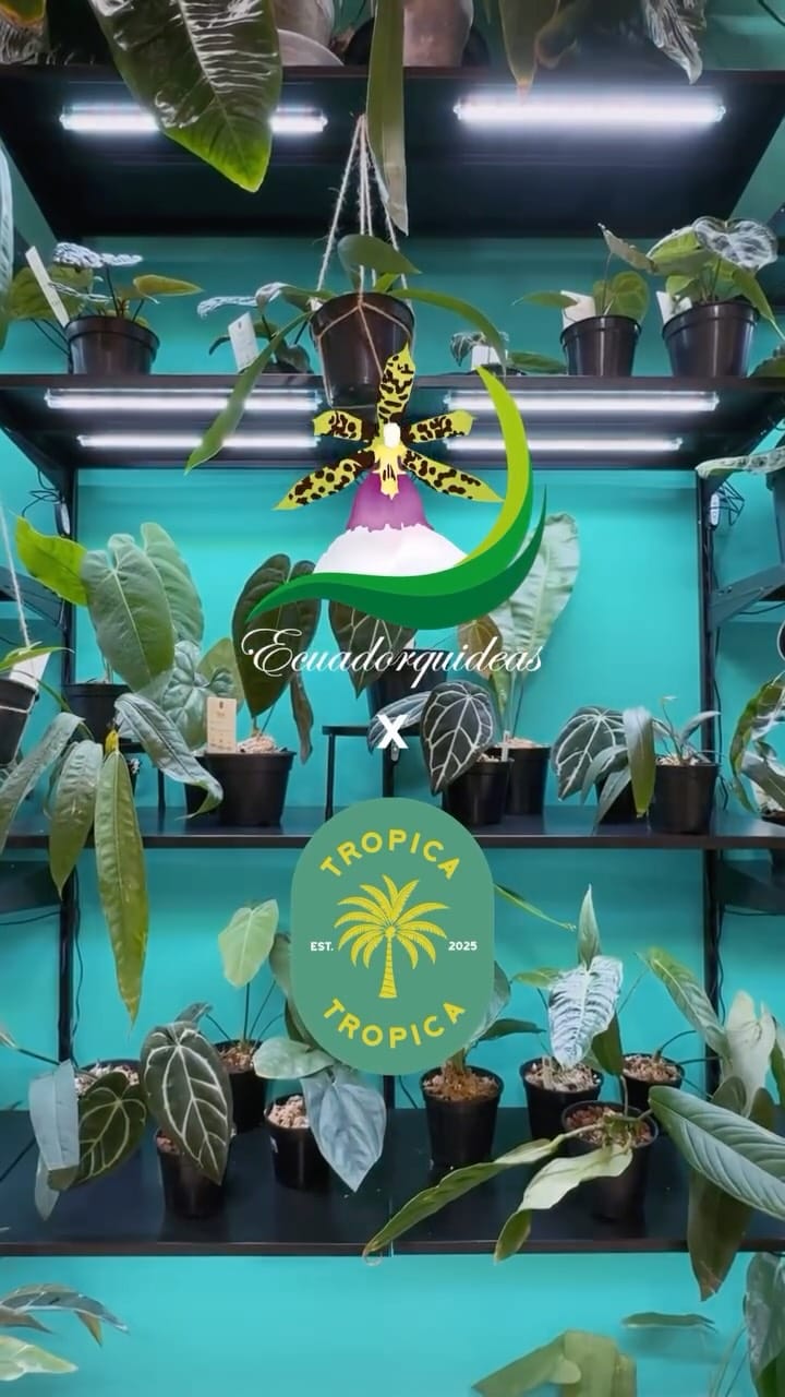 Post 2 by Ecuadorquideas on Instagram (video)
