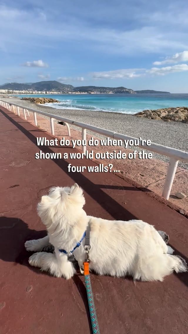 Post 6 by Blue on Instagram (video)