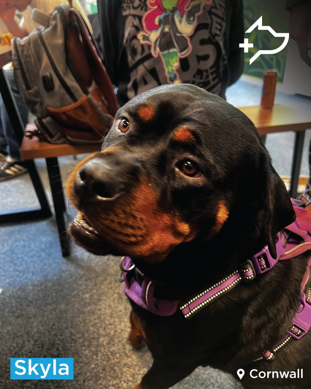 Post 7 by StreetVet UK on Instagram (carousel)