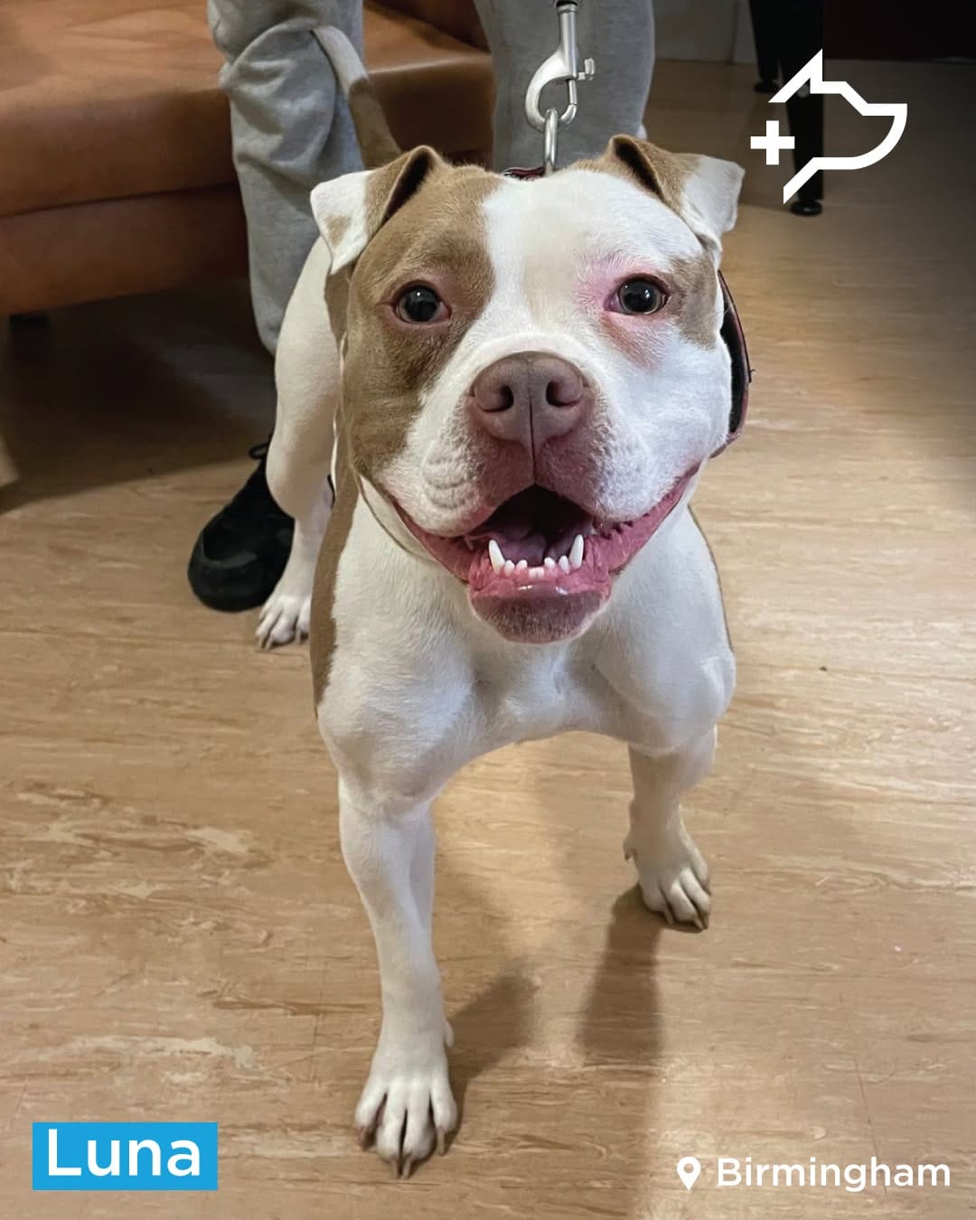 Post 4 by StreetVet UK on Instagram (image)