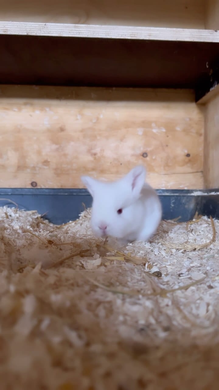 Post 4 by Bilmer Zwergwidder on Instagram (video)