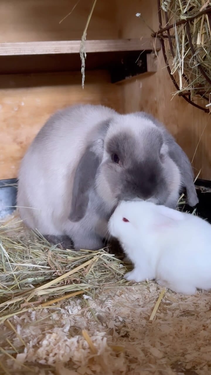 Post 5 by Bilmer Zwergwidder on Instagram (video)