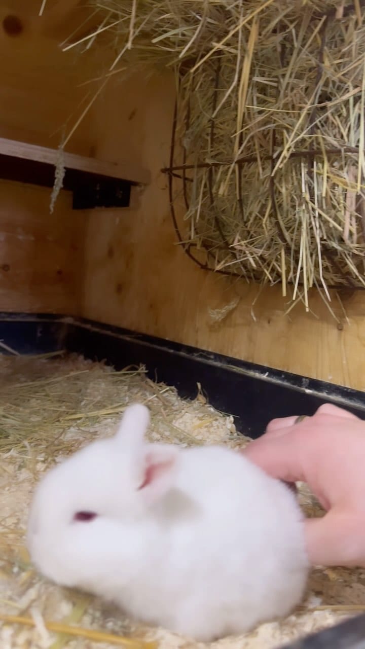 Post 3 by Bilmer Zwergwidder on Instagram (video)