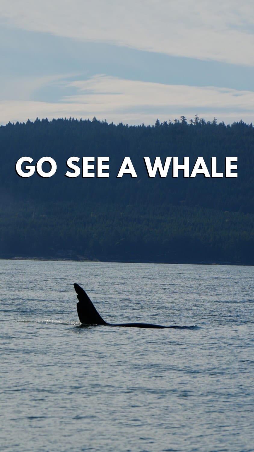 Post 9 by The Orca Man on Instagram (video)