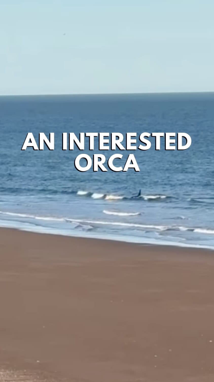 Post 3 by The Orca Man on Instagram (video)