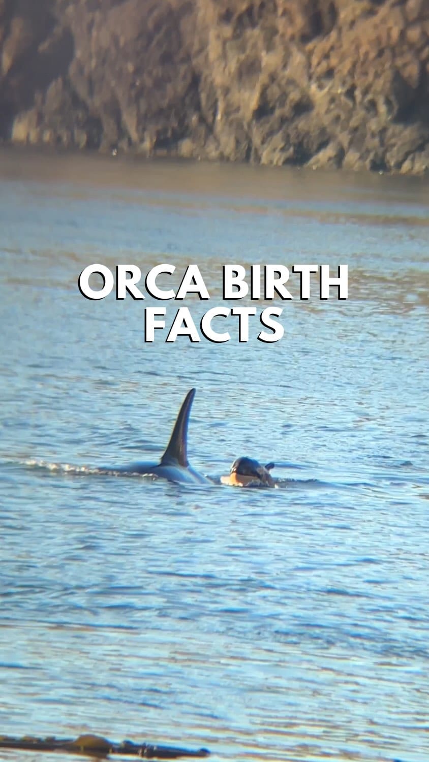 Post 8 by The Orca Man on Instagram (video)