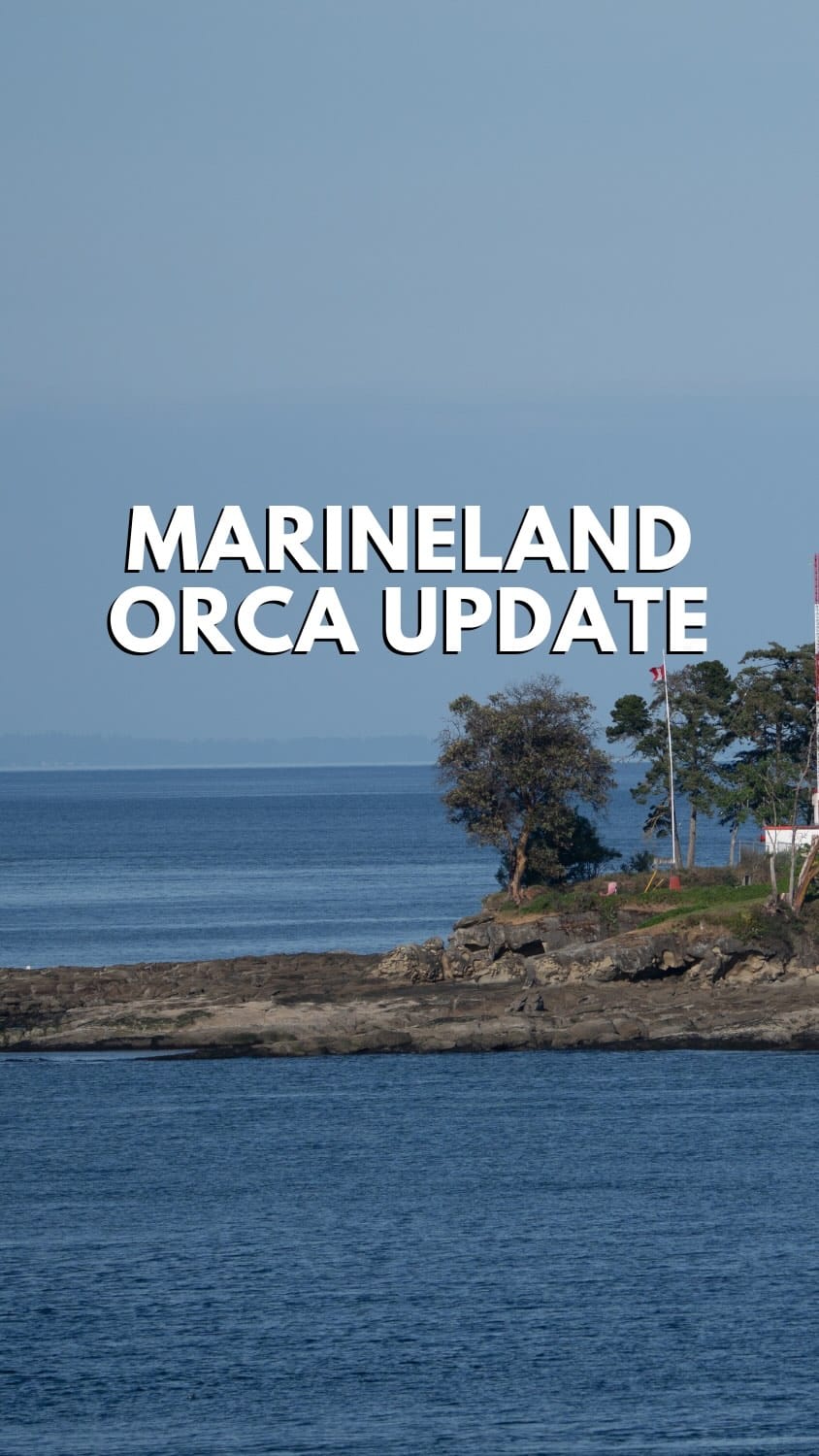 Post 6 by The Orca Man on Instagram (video)