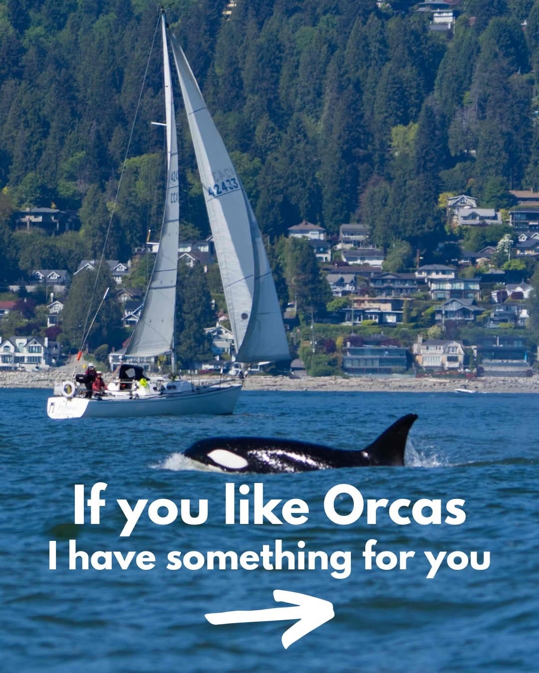 Post 7 by The Orca Man on Instagram (carousel)