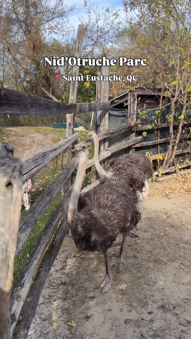 Post 6 by Activities in Montreal & Quebec on Instagram (video)