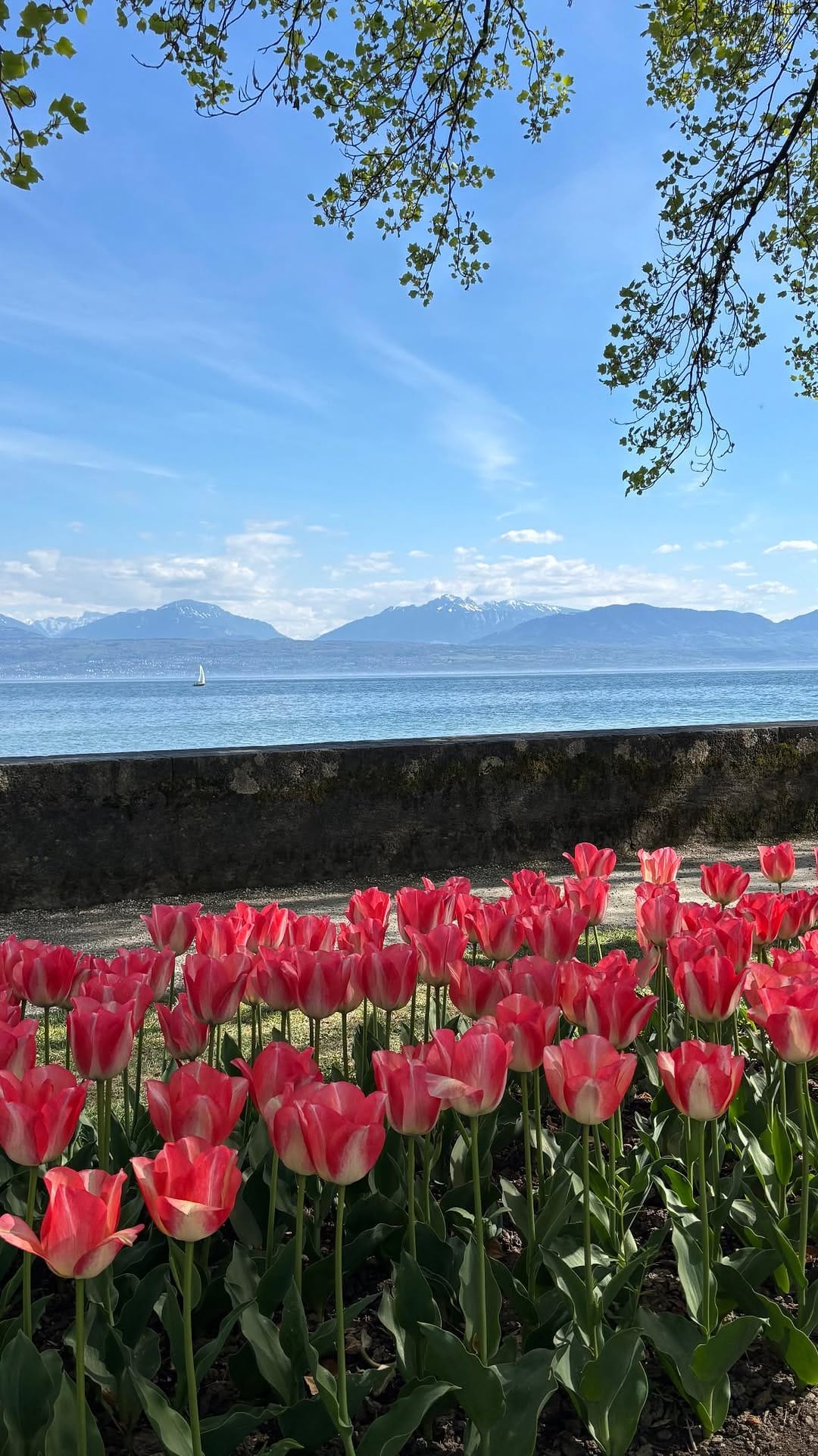Post 9 by Vaud Promotion on Instagram (video)