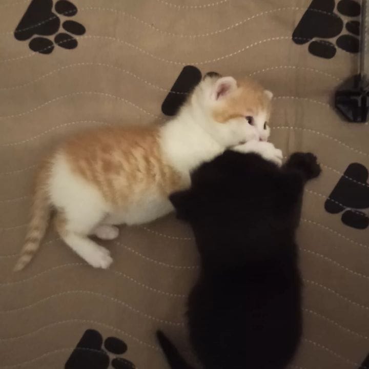 Post 2 by Kessy🐱Nala🐶Gizmo🐶Tiffy🐱Abby🐱 on Instagram (video)