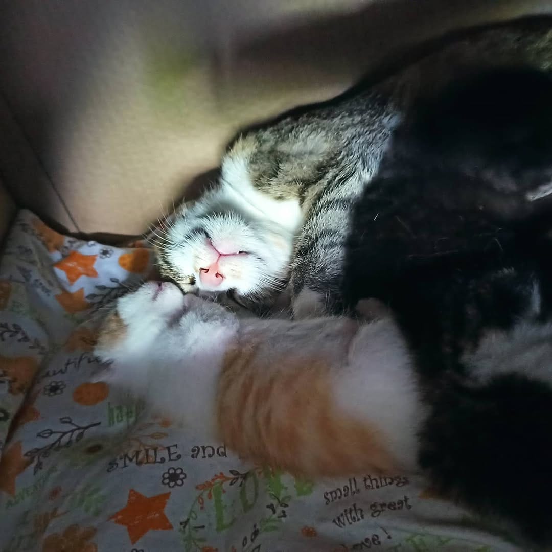 Post 5 by Kessy🐱Nala🐶Gizmo🐶Tiffy🐱Abby🐱 on Instagram (image)