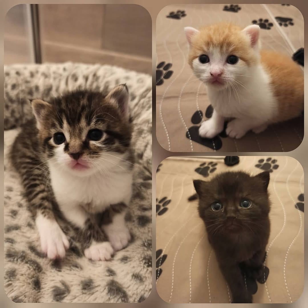 Post 3 by Kessy🐱Nala🐶Gizmo🐶Tiffy🐱Abby🐱 on Instagram (image)