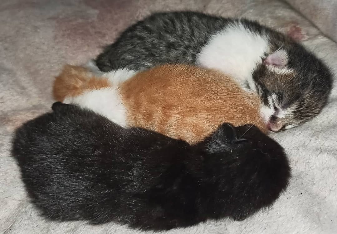 Post 8 by Kessy🐱Nala🐶Gizmo🐶Tiffy🐱Abby🐱 on Instagram (image)
