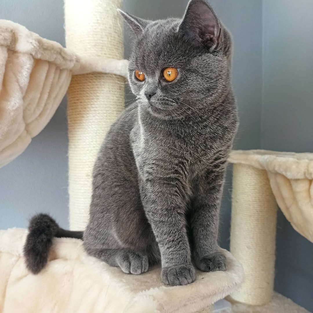 Post 7 by Kessy🐱Nala🐶Gizmo🐶Tiffy🐱Abby🐱 on Instagram (image)