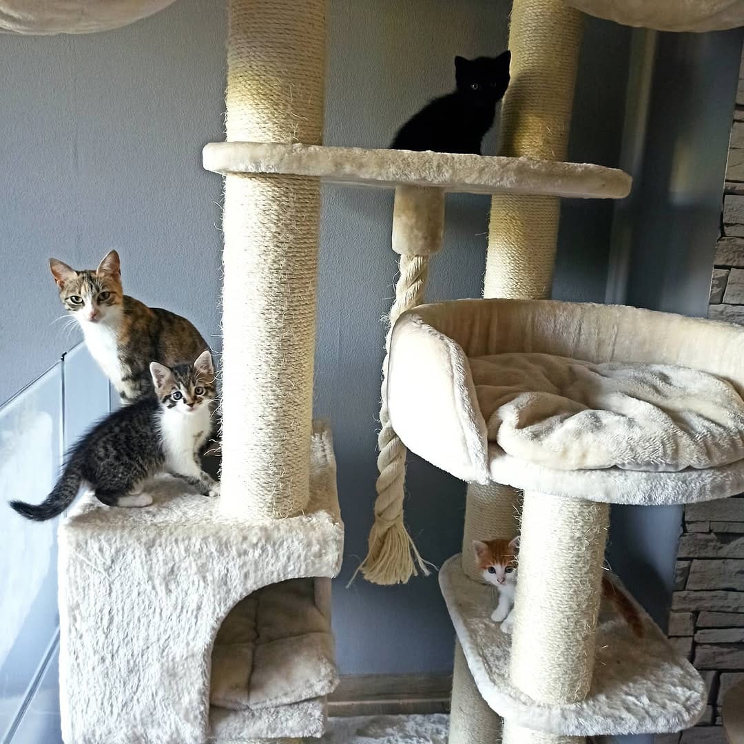 Post 1 by Kessy🐱Nala🐶Gizmo🐶Tiffy🐱Abby🐱 on Instagram (image)