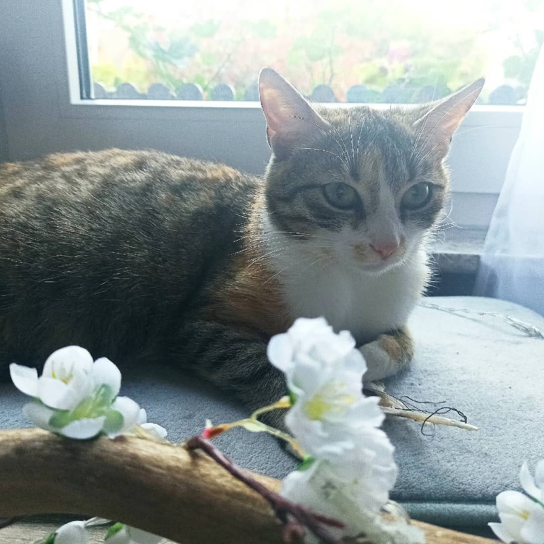 Post 10 by Kessy🐱Nala🐶Gizmo🐶Tiffy🐱Abby🐱 on Instagram (image)