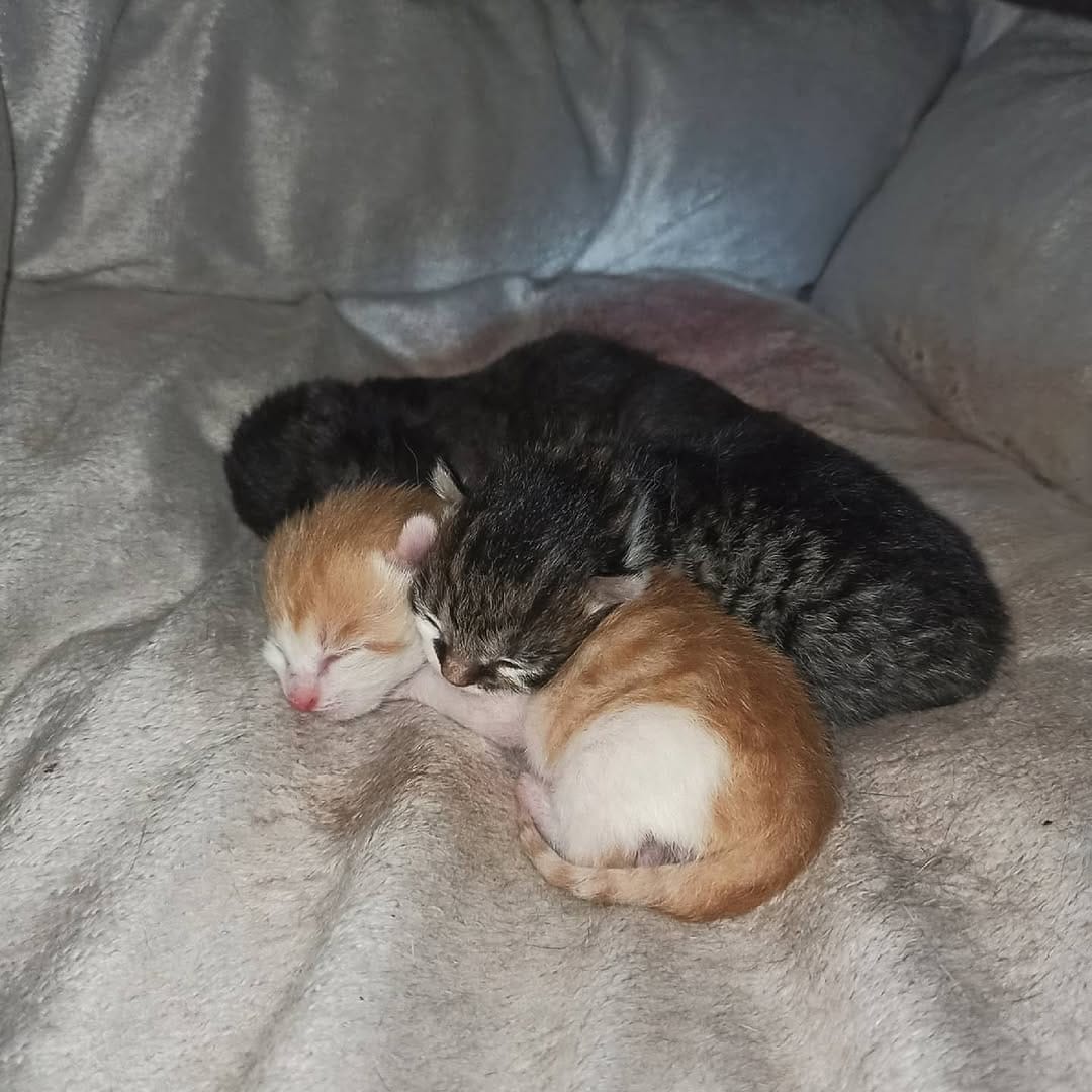 Post 9 by Kessy🐱Nala🐶Gizmo🐶Tiffy🐱Abby🐱 on Instagram (image)