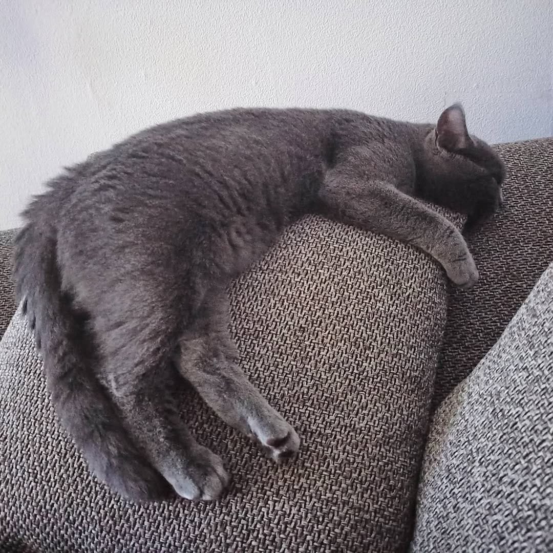 Post 4 by Kessy🐱Nala🐶Gizmo🐶Tiffy🐱Abby🐱 on Instagram (image)