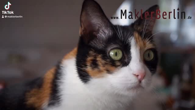 Post 8 by MaklerBerlin ® on Instagram (video)