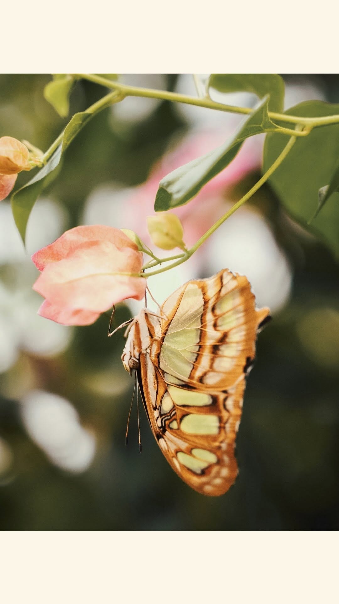 Post 9 by Andi | canadian photographer & content creator ◡̈ on Instagram (video)