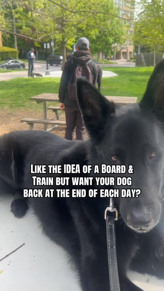 Post 6 by The Tired Pooch 🇨🇦 on Instagram (video)