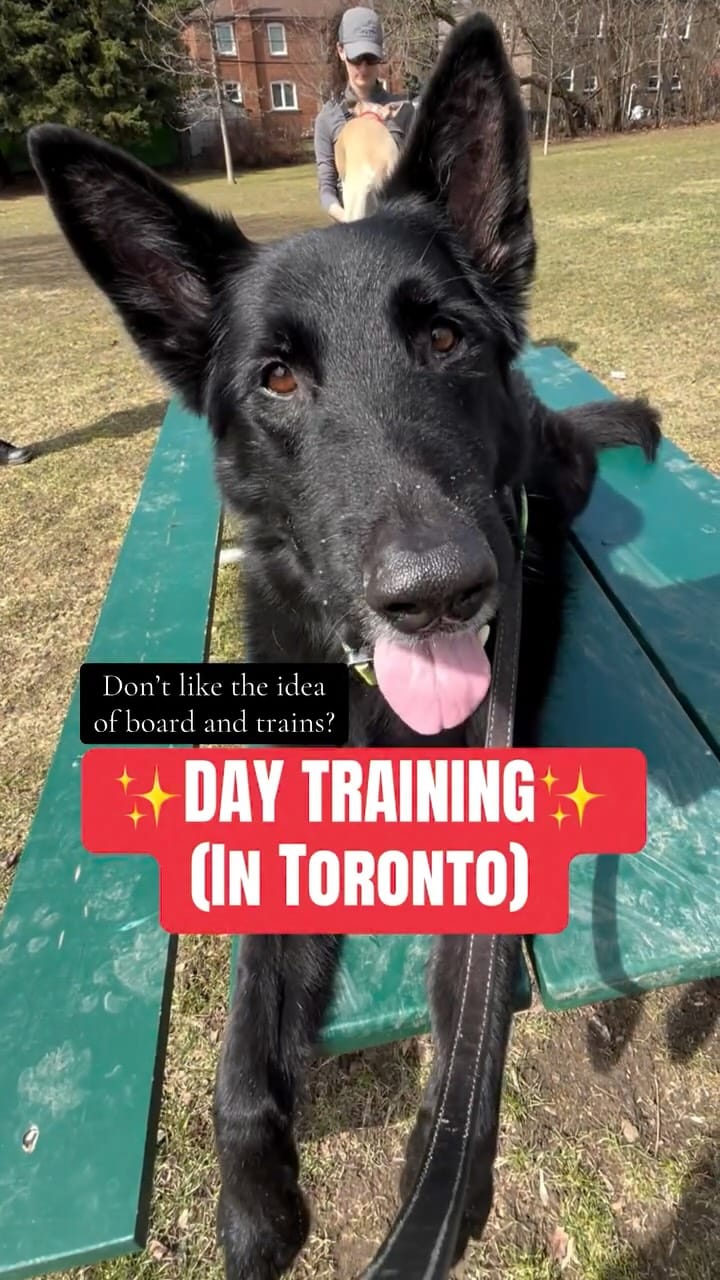 Post 9 by The Tired Pooch 🇨🇦 on Instagram (video)