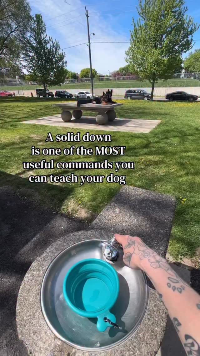 Post 7 by The Tired Pooch 🇨🇦 on Instagram (video)