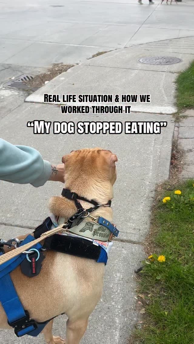 Post 8 by The Tired Pooch 🇨🇦 on Instagram (video)