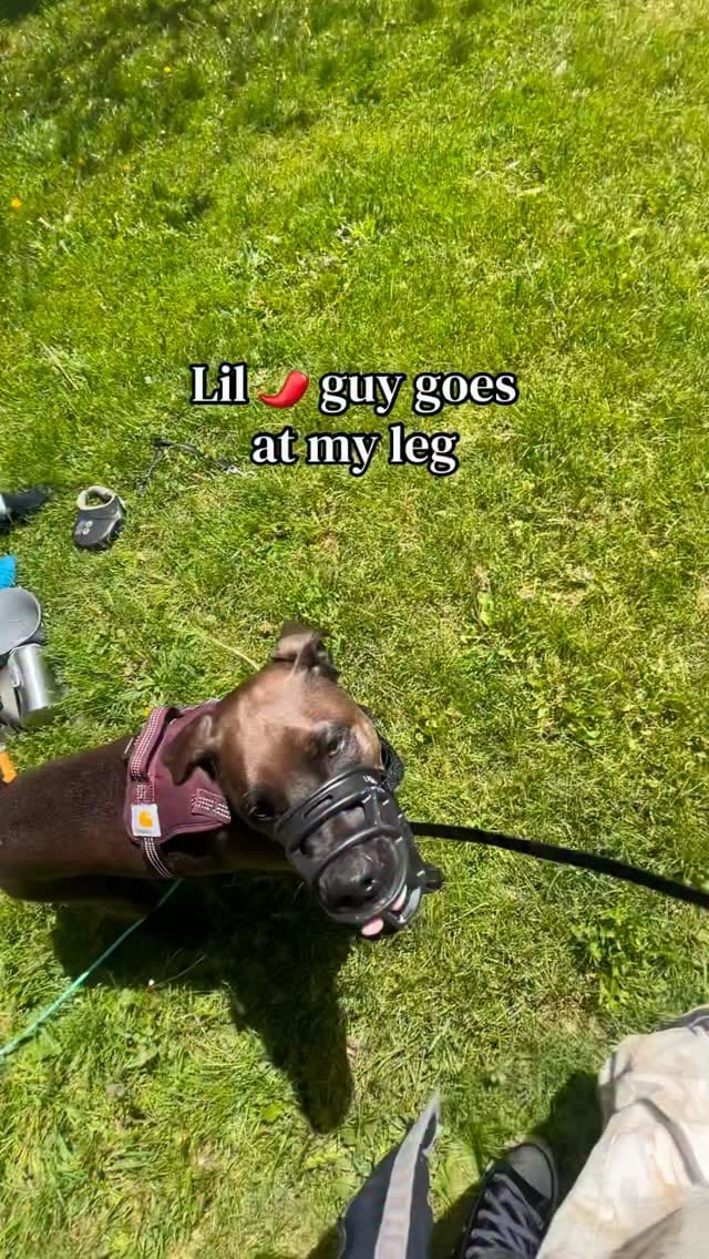 Post 1 by The Tired Pooch 🇨🇦 on Instagram (video)