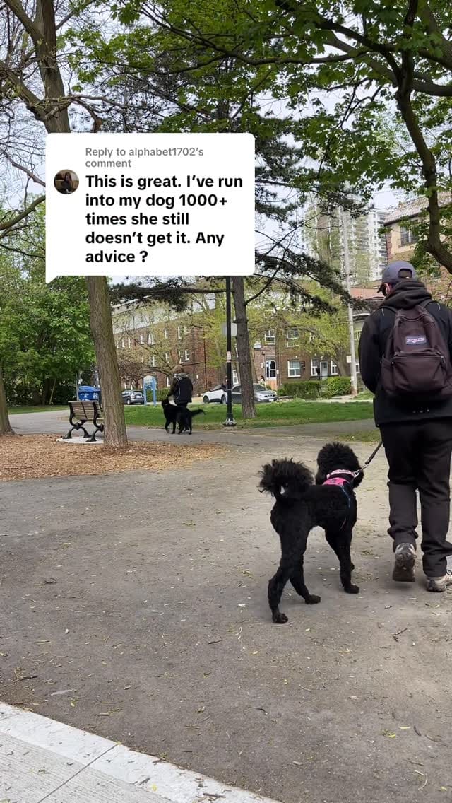Post 2 by The Tired Pooch 🇨🇦 on Instagram (video)