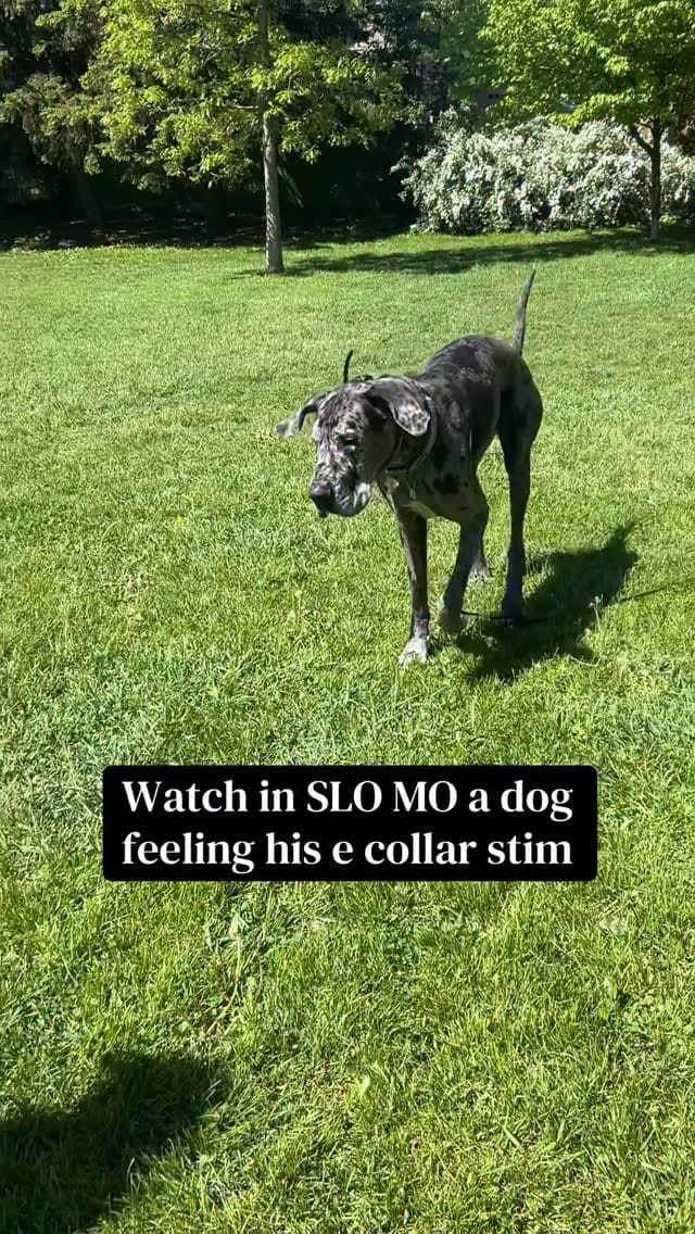 Post 3 by The Tired Pooch 🇨🇦 on Instagram (video)