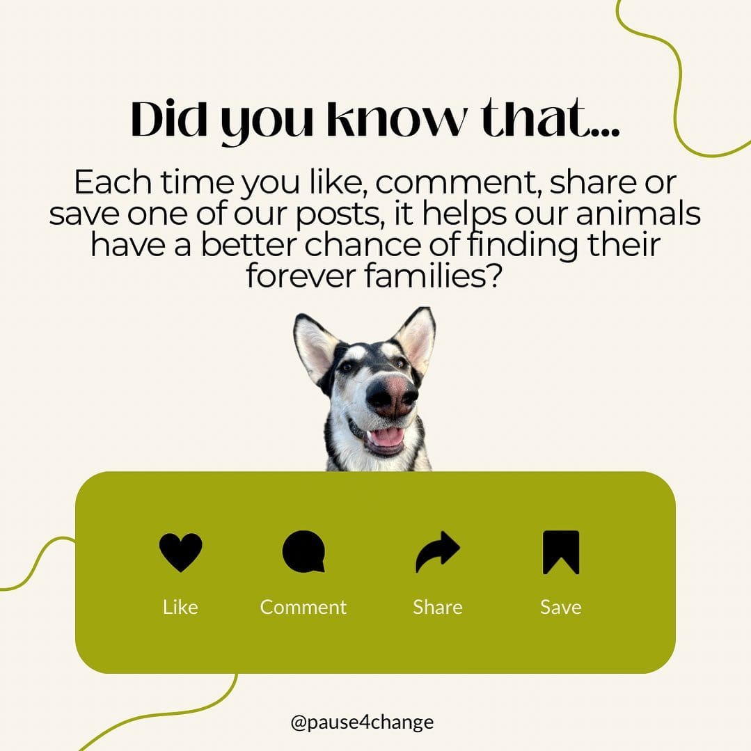 Post 10 by Calgary / YYC Dog & Cat Rescue | Pet Food Bank | Fosters Needed on Instagram (image)