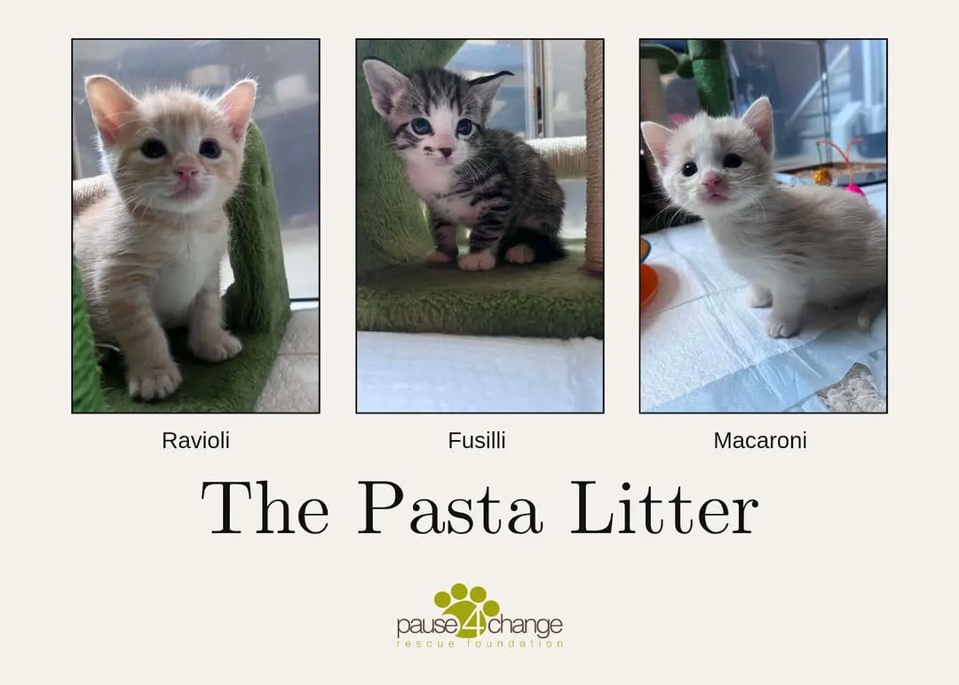 Post 3 by Calgary / YYC Dog & Cat Rescue | Pet Food Bank | Fosters Needed on Instagram (image)