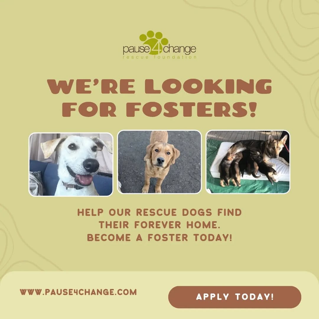 Post 9 by Calgary / YYC Dog & Cat Rescue | Pet Food Bank | Fosters Needed on Instagram (image)