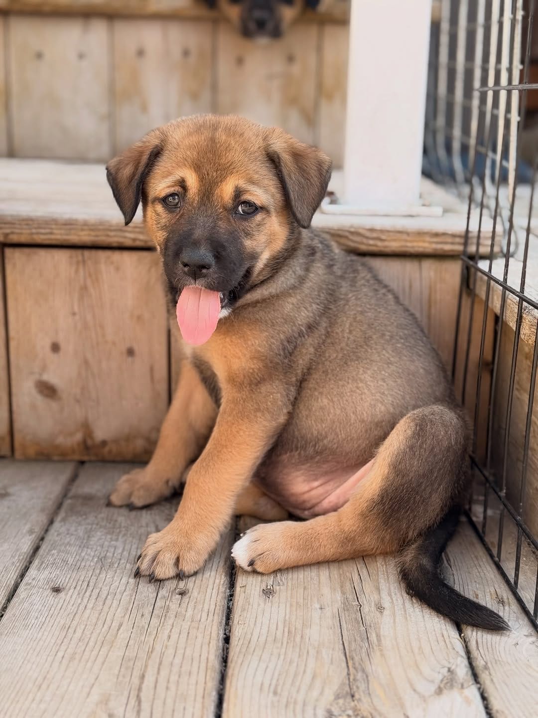 Post 7 by Calgary / YYC Dog & Cat Rescue | Pet Food Bank | Fosters Needed on Instagram (carousel)