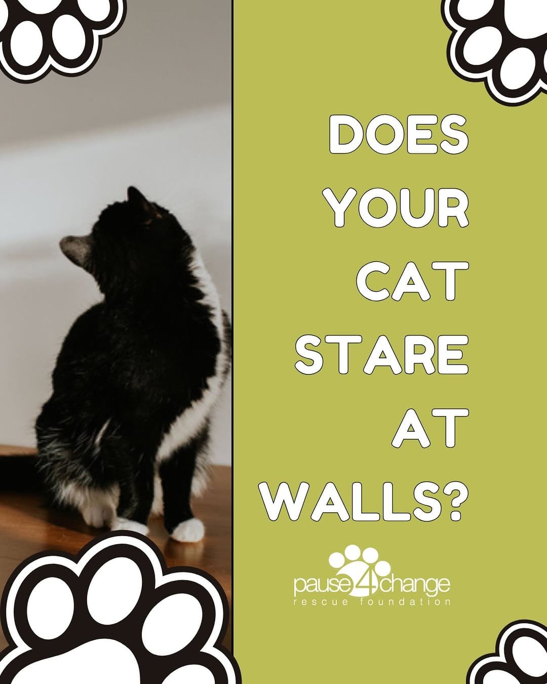 Post 1 by Calgary / YYC Dog & Cat Rescue | Pet Food Bank | Fosters Needed on Instagram (image)