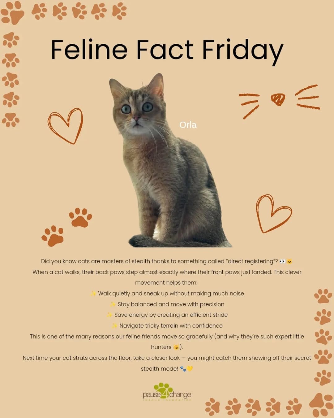 Post 6 by Calgary / YYC Dog & Cat Rescue | Pet Food Bank | Fosters Needed on Instagram (image)