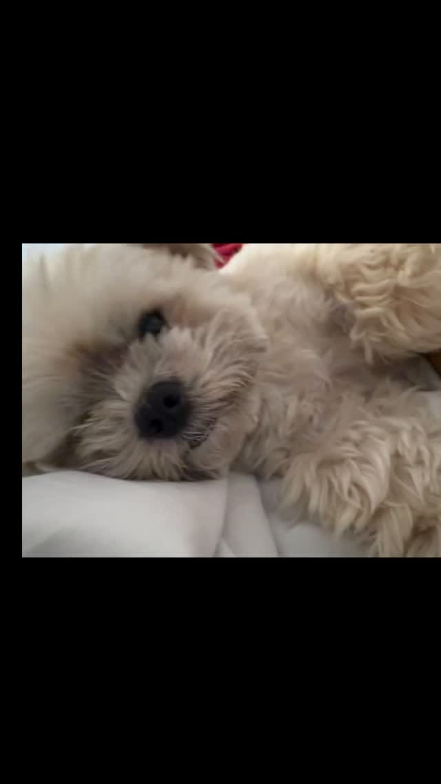 Post 4 by Jake Havamalt on Instagram (video)