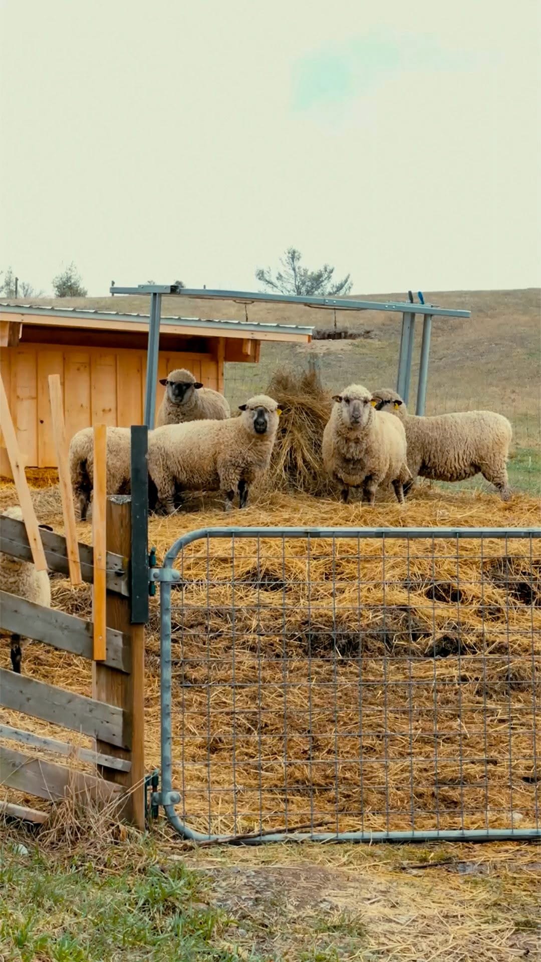 Post 7 by Tamarack Farms on Instagram (video)