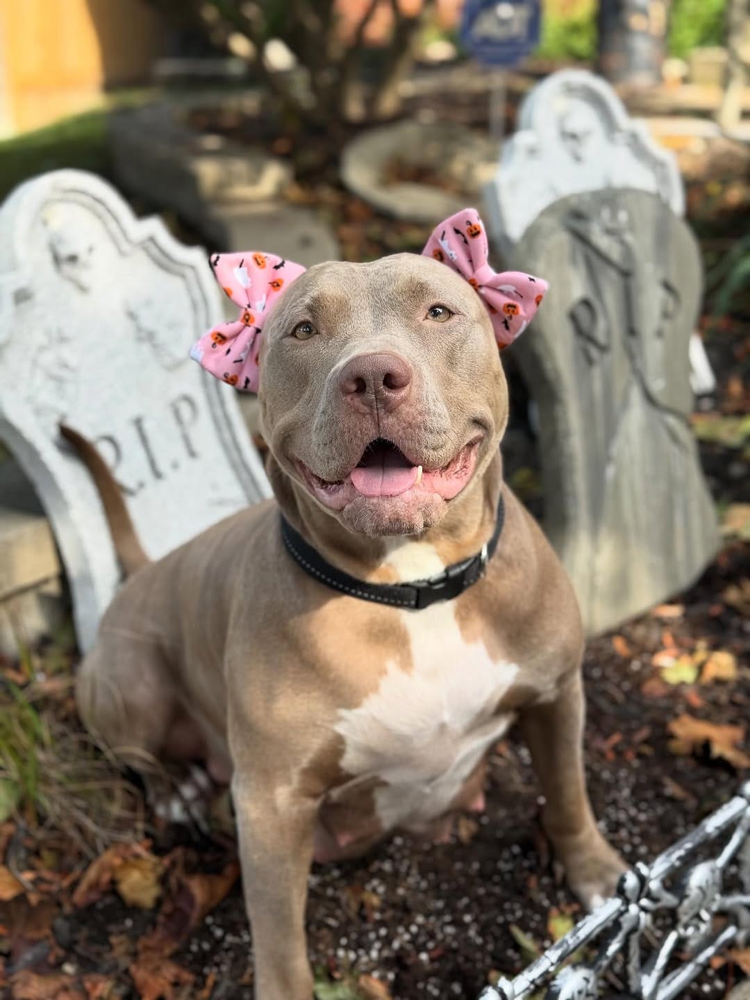 Post 1 by Jojo’s Pet Store on Instagram (carousel)