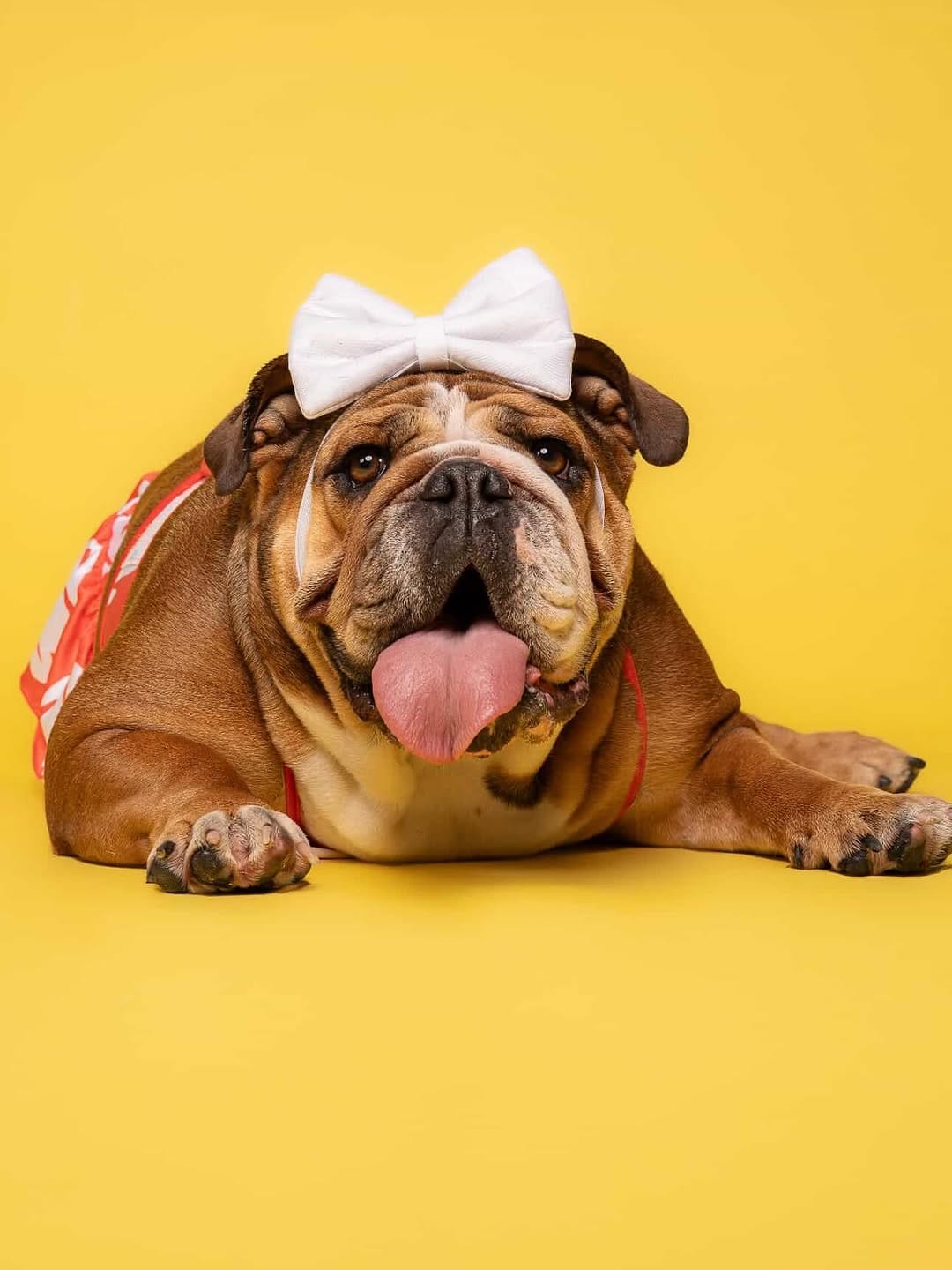 Post 5 by Jojo’s Pet Store on Instagram (image)